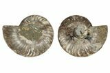 6.35" Cut & Polished, Agatized Ammonite Fossil - Madagascar - #191549-1